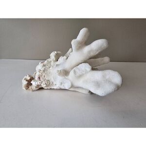 White Cats Paw Coral Stylophora